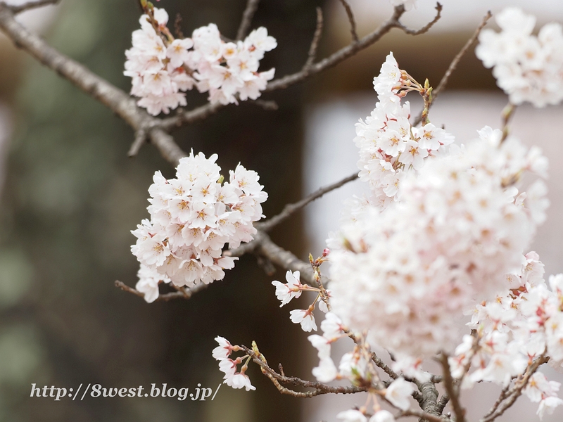 神代桜26