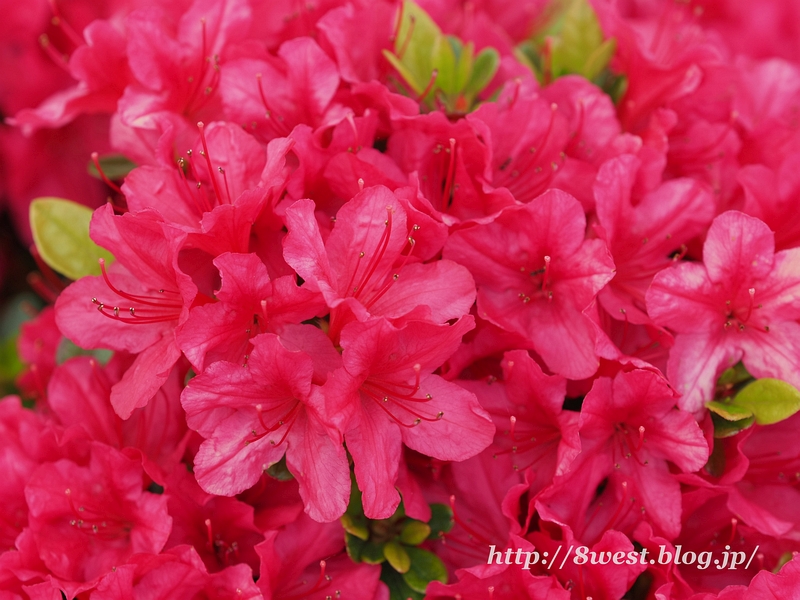 ツツジ2