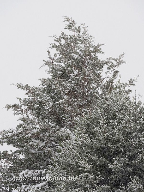雪