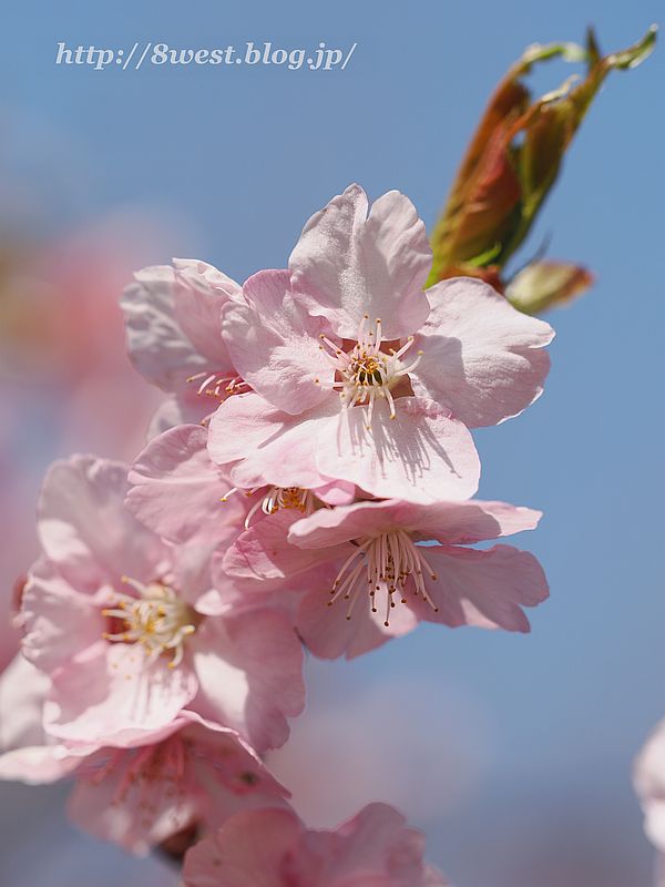 河津桜09