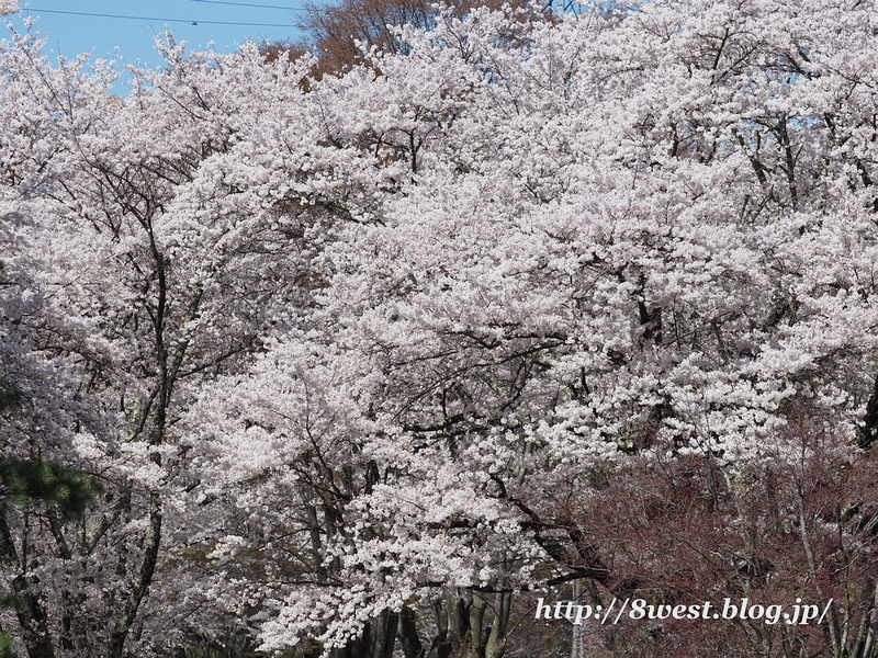 桜26