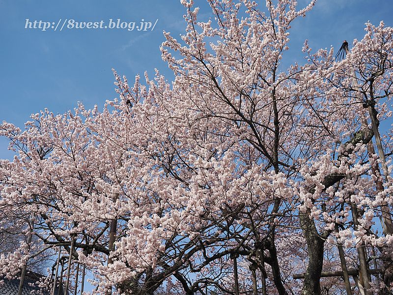 神代桜04