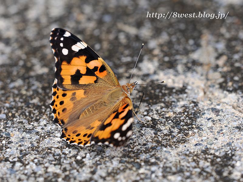 ヒメアカタテハ3