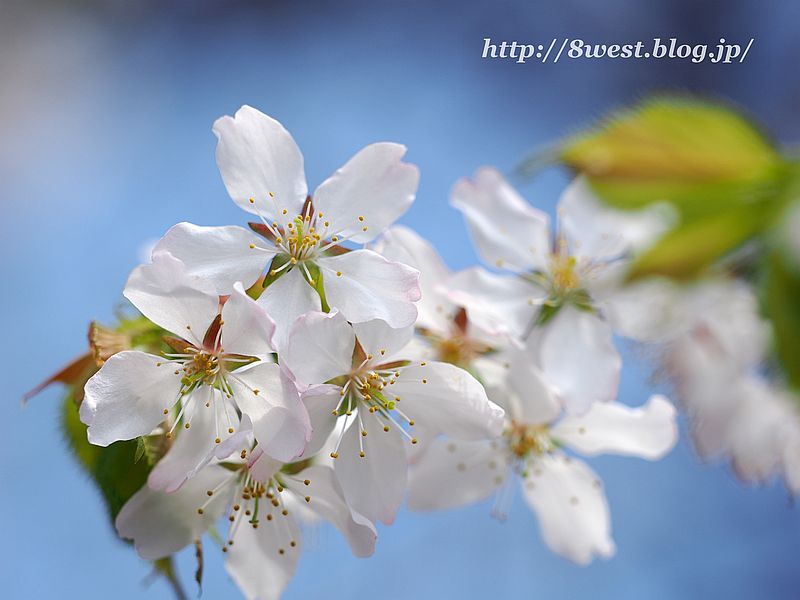 霞桜3