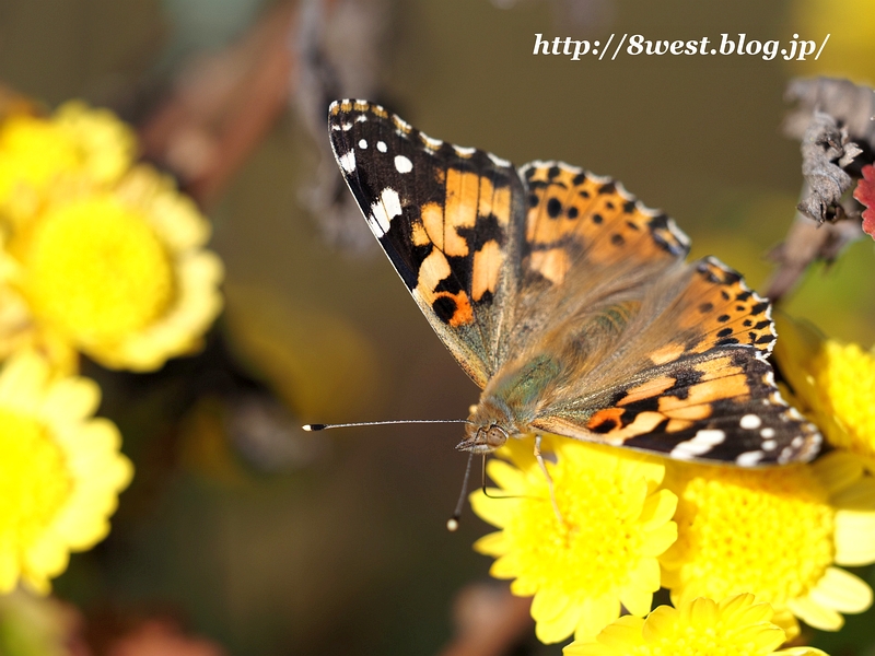 ヒメアカタテハ5