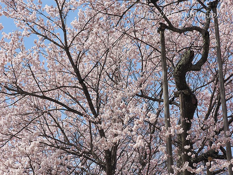 神代桜01