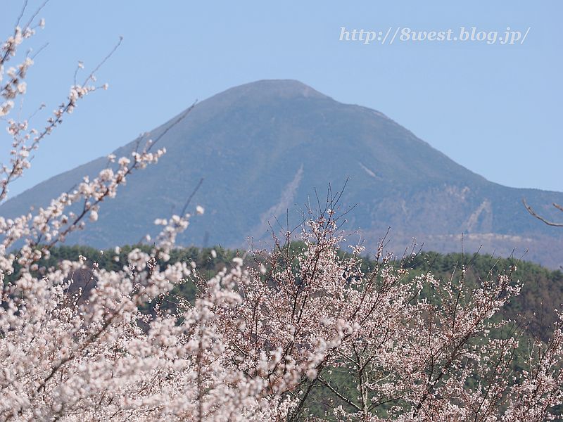 桜11