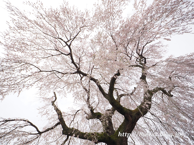 祖霊桜13