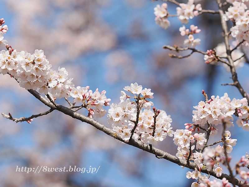 桜10
