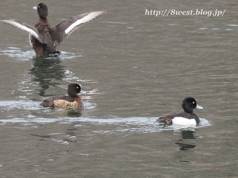 キンクロハジロ2