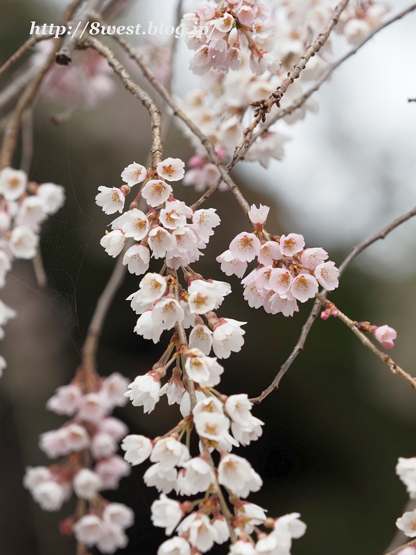 祖霊桜21