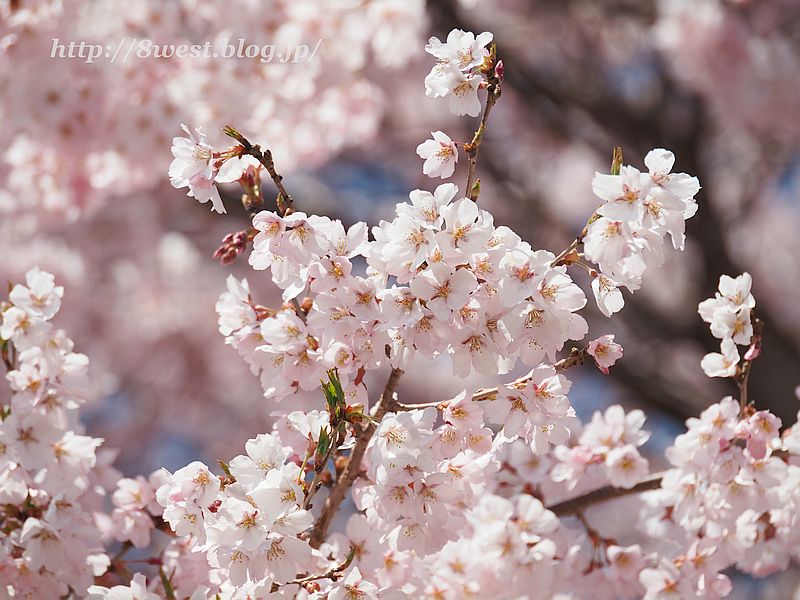 桜19
