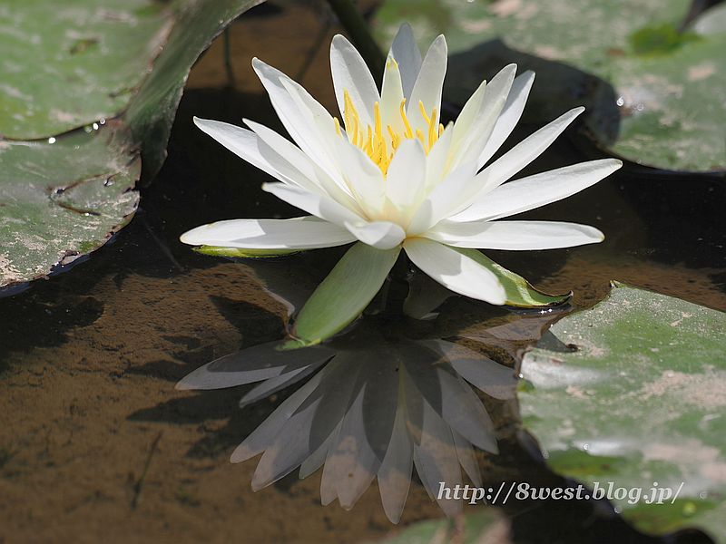 睡蓮8