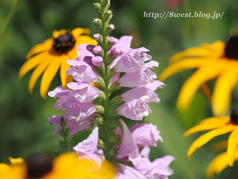 フィソステギア