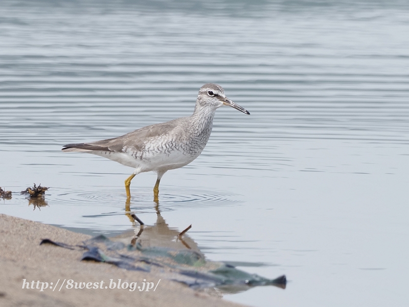 キアシシギ3