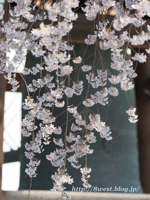 阿弥陀寺16