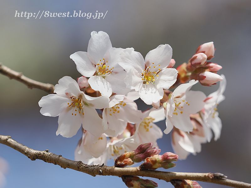 桜17