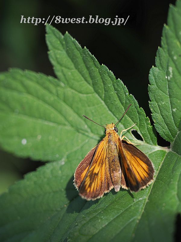 スジグロチャバネセセリ2