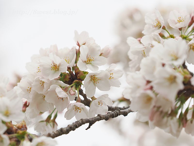桜8