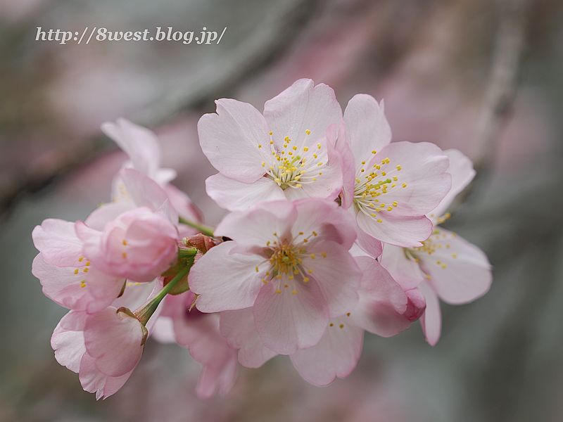 桜01