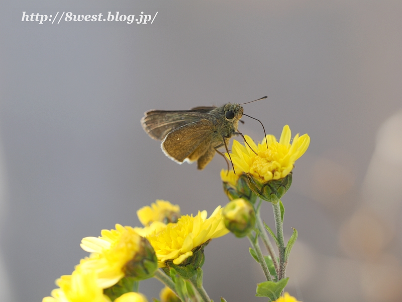 チャバネセセリ6