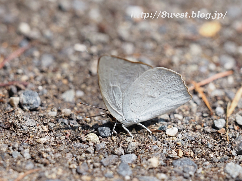 ウラギンシジミ