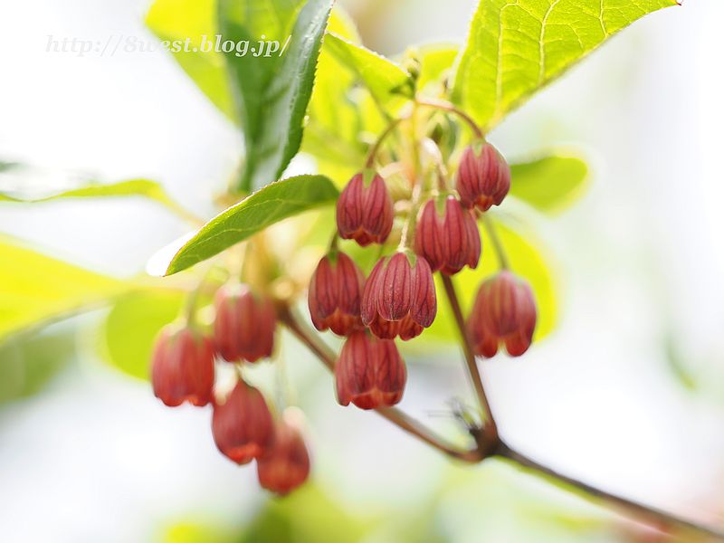 サラサドウダン1