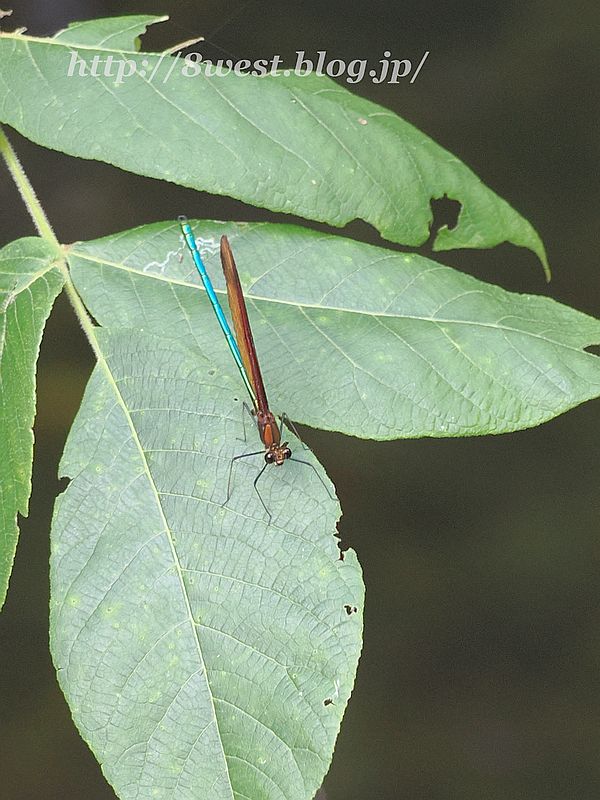 ミヤマカワトンボ6T