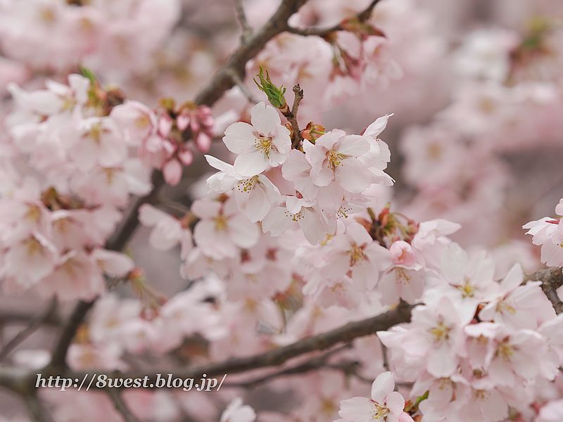 高遠小彼岸桜36