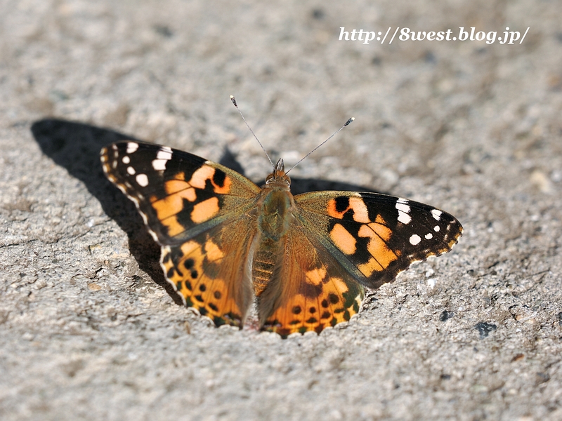 ヒメアカタテハ