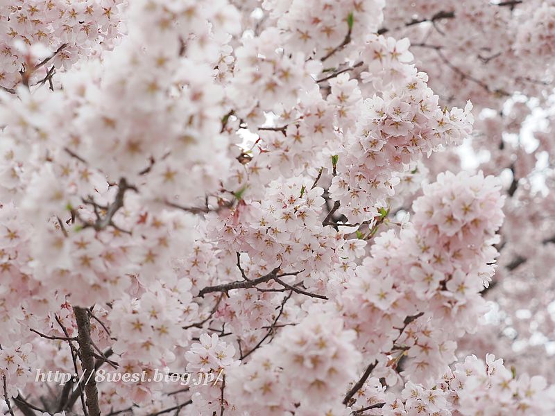 高遠小彼岸桜31