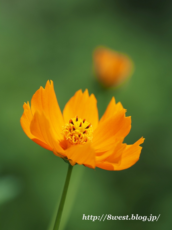 キバナコスモス1