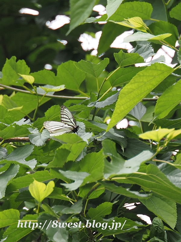 アカボシゴマダラ3