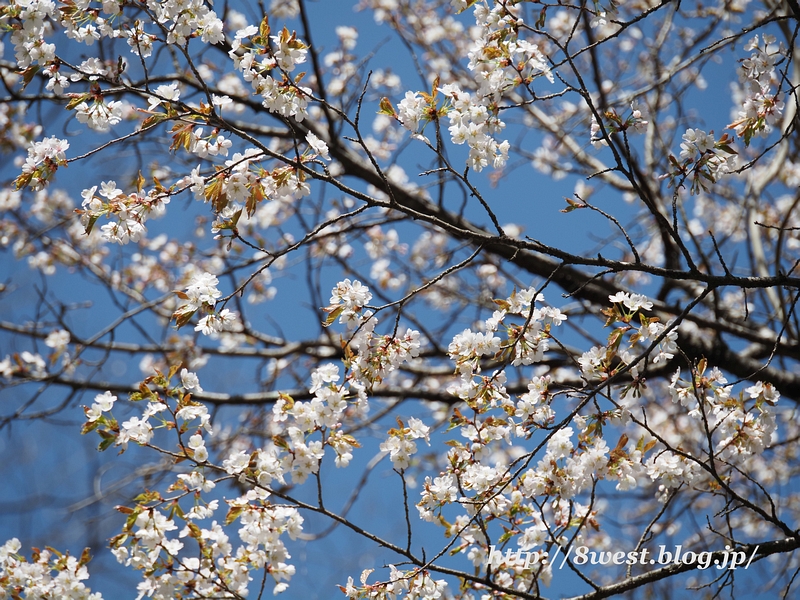 霞桜2