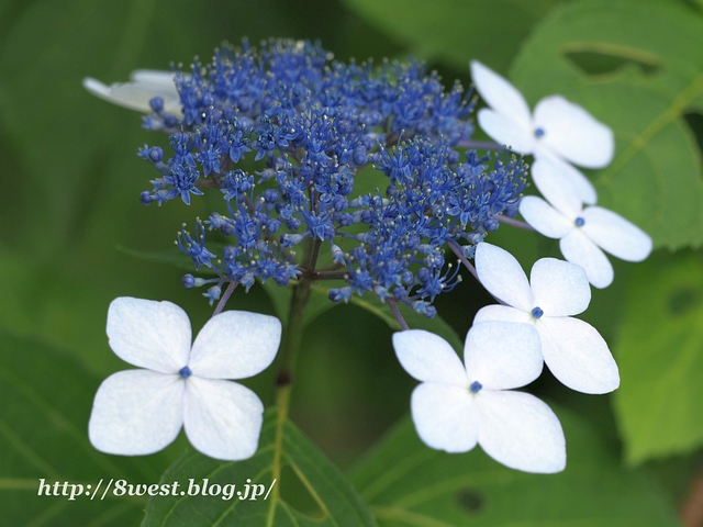 アジサイ2