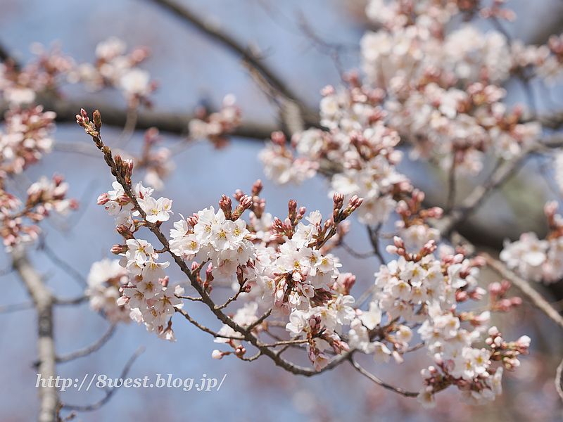 桜16