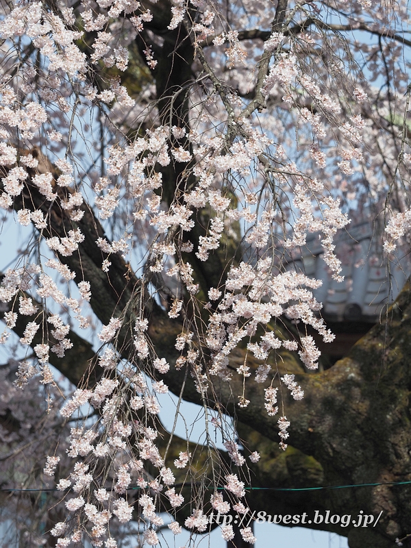 阿弥陀寺01