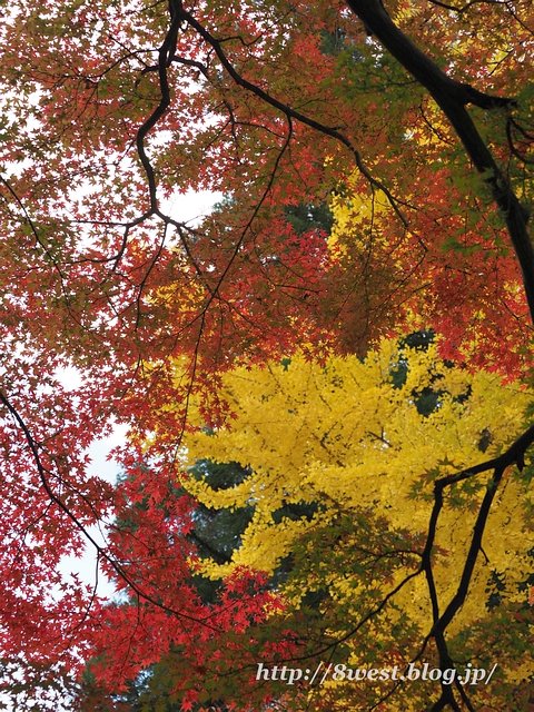 黄紅葉05