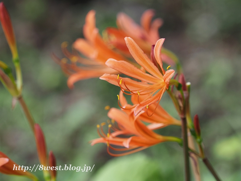 キツネノカミソリ07