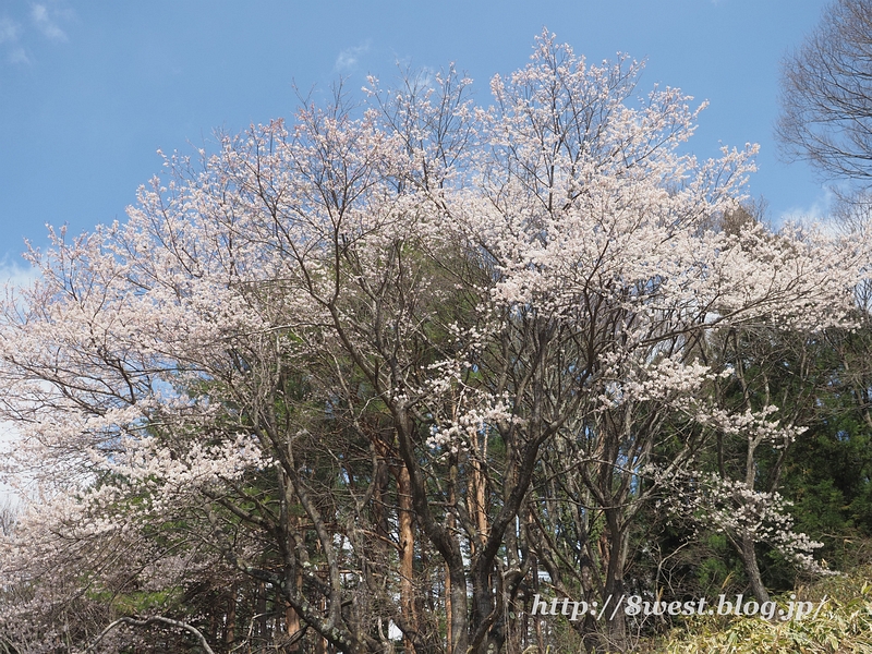 野桜21