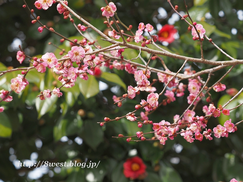 紅梅17