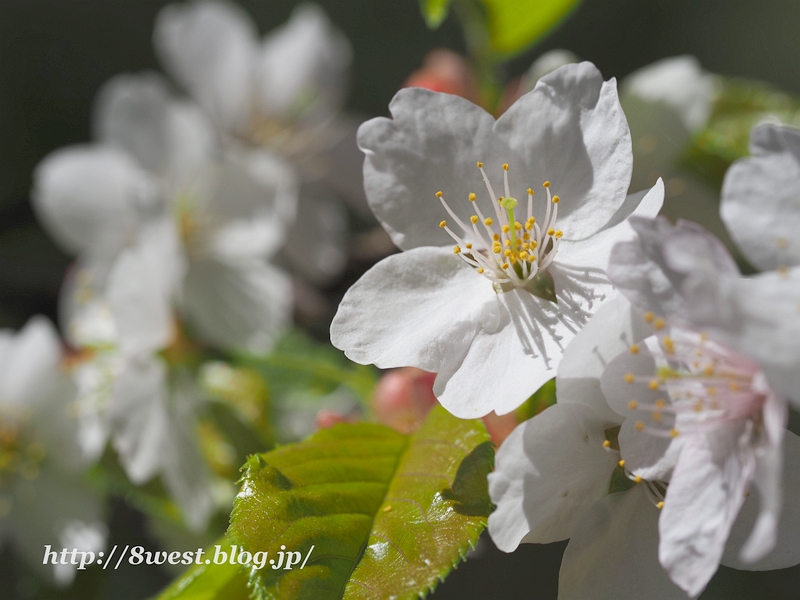 霞桜12