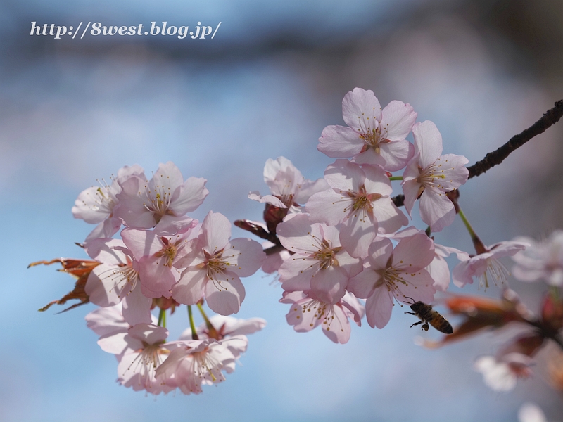 オオヤマザクラ1