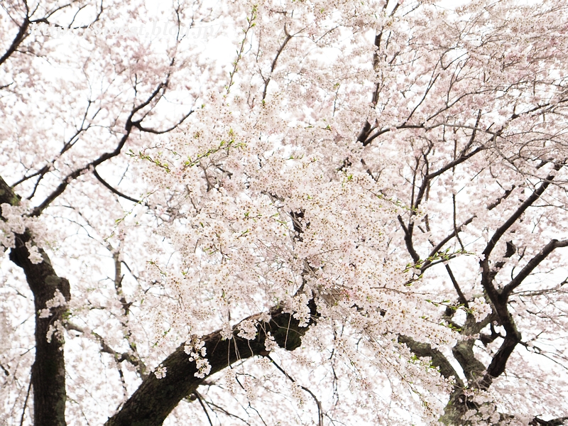 祖霊桜14