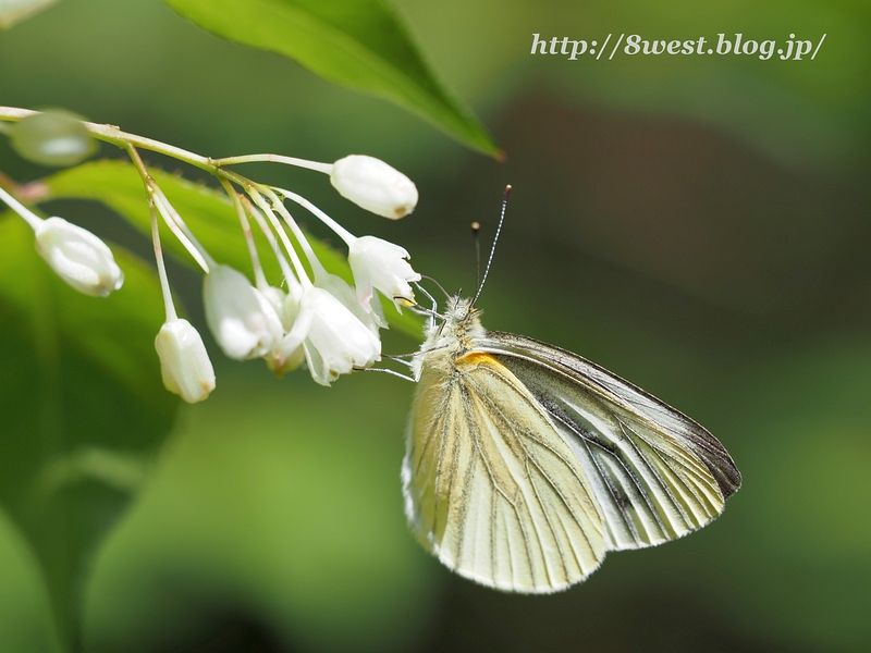 スジグロシロチョウ1