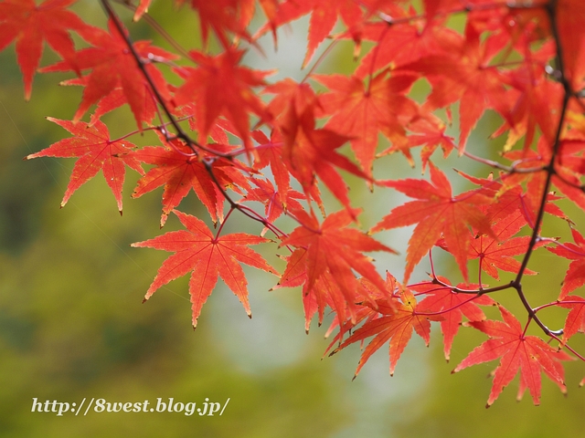 紅葉02
