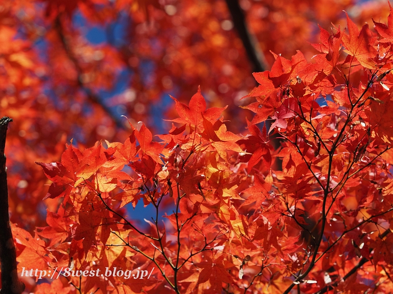 紅葉2