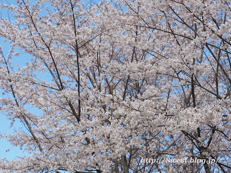 桜2