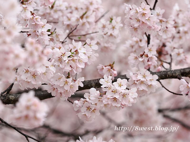 高遠小彼岸桜25