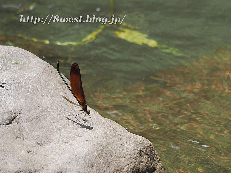 ミヤマカワトンボ7